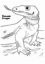 Komodo Dragon Coloring Pages Color Printable Komodos Animals Online Sheet sketch template
