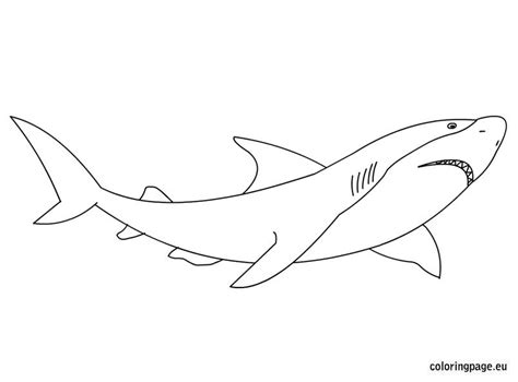 great white shark coloring page summer pinterest