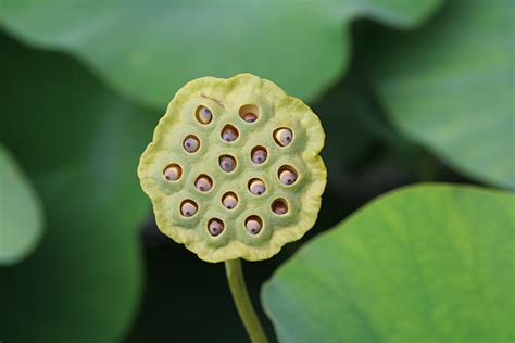 Lotus Seed Pod By Marble911 On Deviantart