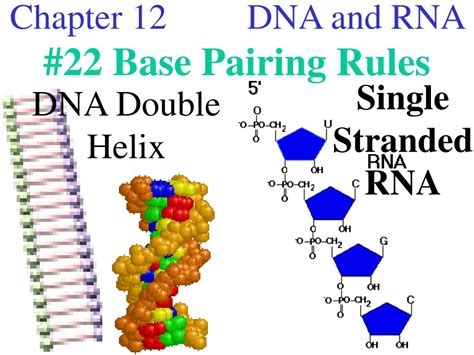 Ppt Chapter 12 Dna And Rna 22 Base Pairing Rules