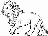 Coloriage Lionceau Singa Mewarnai Hutan Belajar Binatang Sketsa Imprimé sketch template