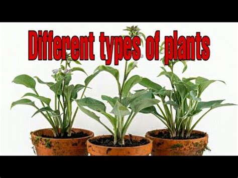 types  plant youtube