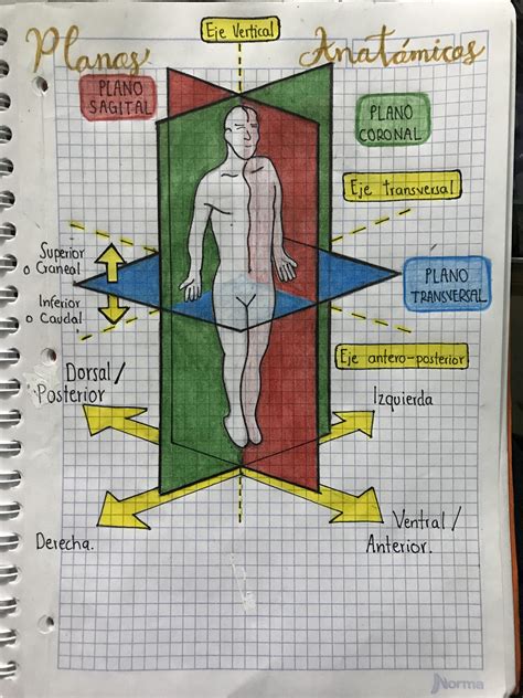 planos anatomicos anatomia celular cosas de enfermeria auxiliar de enfermeria