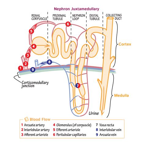 physiology glossary juxtamedullary nephron blood flow draw