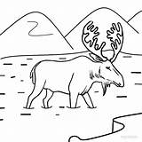 Elch Moose Coloring Malvorlagen Kostenlos Ausdrucken Cool2bkids Drucken sketch template