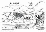 Habitats Arctic sketch template