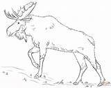 Moose Drawing Coloring Draw Pages Walking Printable Head Step Tracing sketch template