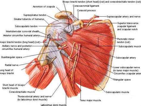 posterior view   shoulder shoulder anatomy shoulder muscle
