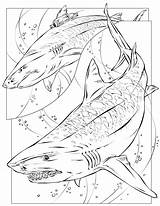 Tiger Megalodon Coloring Shark Pages Printable Sharks Drawing Print Coloriage Color Requin Book Colorin Getcolorings Getdrawings Books Choose Board Tattoo sketch template