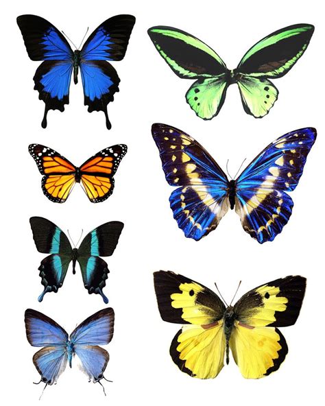 butterfly template printable   printable images  butterflies