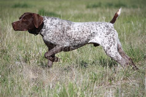 pointer bird dogs picture dog breeders guide