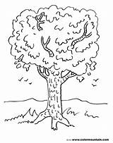 Coloring Maple Tree Designlooter Drawings sketch template