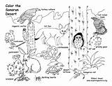 Desert Coloring Animals Pages Grassland Plants Drawing Drawings Animal Ecosystem Habitat Printable American Print Sheet Biome Landscape Getcolorings Kids Getdrawings sketch template