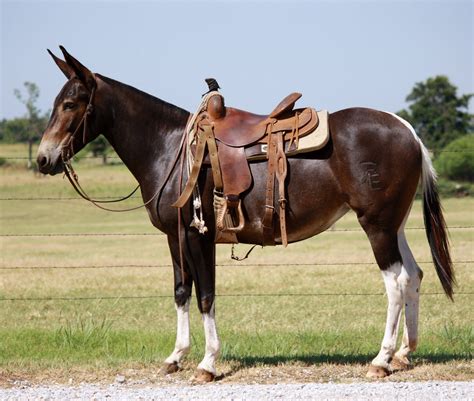 pin  briant gale  saddle mules mules animal pretty horses horses