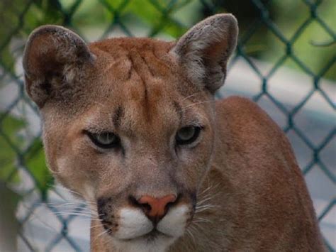 beautiful cougar picture of jungle cat world wildlife park orono