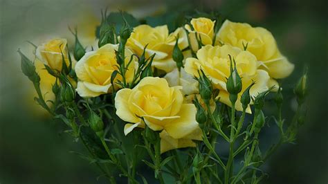 yellow roses  blooming   garden wallpapers  images