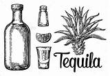 Tequila Drawing Vector Illustration Sketch Cocktails Mezcal Bottle Agave Hand Engraving Cocktail Visit Alcohol Alcoholic Graphicriver Choose Board sketch template