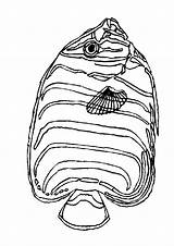 Vissen Dieren Fisch Ausmalbilder Poisson Coloriages Malvorlagen Animaatjes Malvorlagen1001 Kleurplatenwereld sketch template