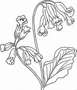 Plant Cotton Coloring Drawing Pages Getdrawings sketch template