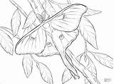 Moth Coloring Luna Pages Realistic Printable Color Coloringbay Getdrawings Categories sketch template
