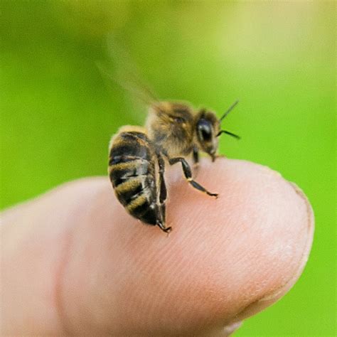 queen honey bee sting