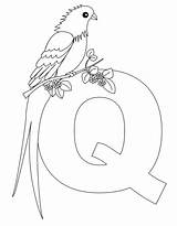 Coloring Alphabet Letter Animal Pages Kids Printable Template Letters Queen Book Quail Print Da Quetzal Whydah Color Sheets Preschool Alphabets sketch template