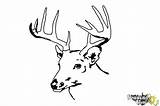 Deer Head Draw Coloring Drawingnow Steps sketch template