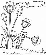 Tulpe Colouring Tulips Cool2bkids sketch template