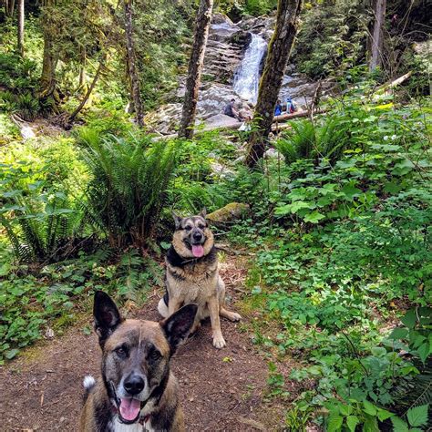 amazing  leash dog hikes  arent   north shore curated