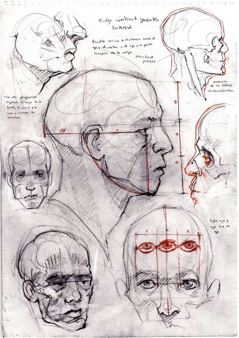 human anatomy drawing body drawing figure drawing head anatomy anatomy study anatomy