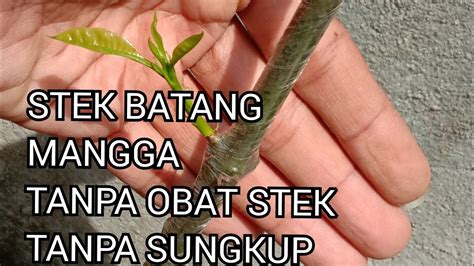 terbaru  stek batang mangga  sungkup  perangsang akar