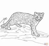 Margay Gato Tigre Mammals Dibujo Supercoloring sketch template