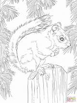 Squirrel Coloring Red Pages Book 2048px 1536 06kb 1233 Printable Animal Choose Board sketch template