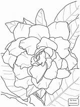 Jasmine Coloring Flower Pages Disney Clipart Getdrawings Getcolorings sketch template
