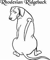 Ridgeback Rhodesian Beschriftungen Hunde Malen Hund Navštíviť Lernen sketch template