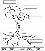 Plant Parts Plants Flower Basic Kids Science Kindergarten Resources Esl Teaching Label Diagram Functions Labeling Seed Part Worksheet Activities Ensure sketch template