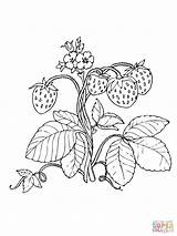 Strawberry Coloring Strawberries Pages Drawing Red Plant Printable Supercoloring Pencil Erdbeere Kids Fruits Getdrawings Silhouettes Für Clipart Categories sketch template