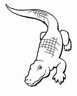 Alligator Cliparts Cartoon Coloring sketch template