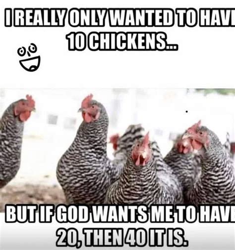 this is so true follow us for more chicken inspiration only chicken