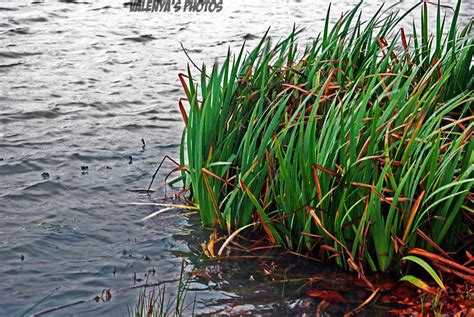 water grass  valenyasphotos  deviantart