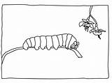 Caterpillar Coloring Pages Hungry Very Kids Printables Printable Popular Animalplace Books sketch template