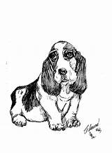 Basset Hound Drawing Curtin Charme Dog Drawings Getdrawings 5th Uploaded February Which sketch template