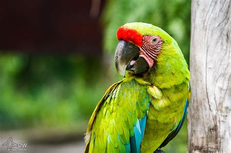great green macaw flickr photo sharing