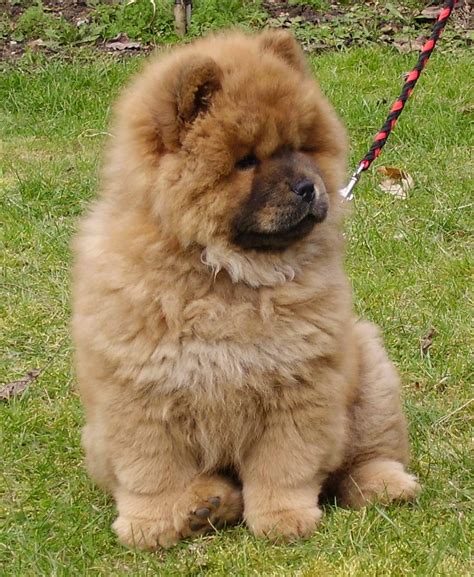 pets chow chow