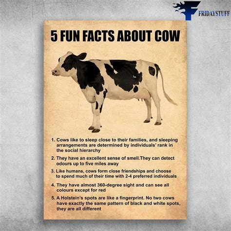 Dairy Cow Fun Fact 5 Fun Facts About Cow Cows Like Sleep Close To