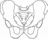 Pelvis Diagrams sketch template