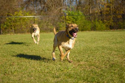 dogs chasing   stock photography image