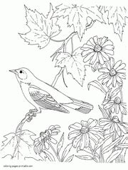 bird coloring pages  adults