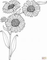 Coloring Pages Drawing Sunflower Supercoloring Sheets sketch template