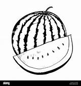 Watermelon Drawing Alamy Hand Background sketch template